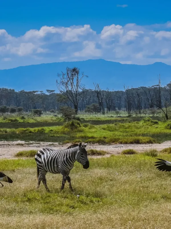 Zebra at Lake Nakuru spotted on a 10-Day Kenya Safari
