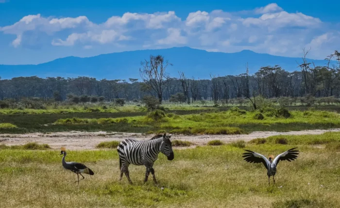 Zebra at Lake Nakuru spotted on a 10-Day Kenya Safari