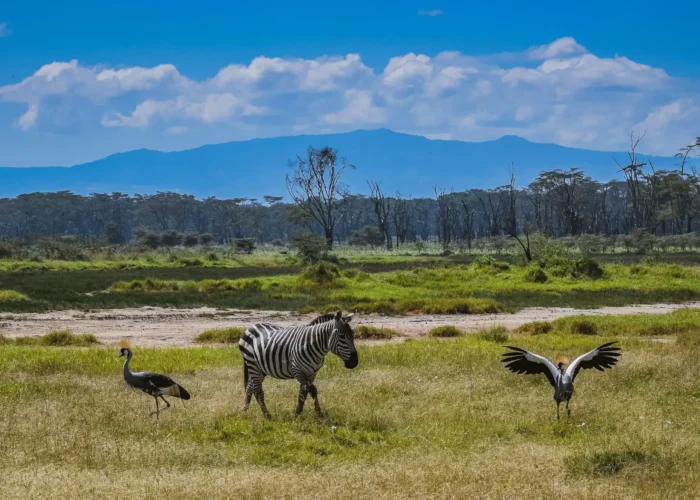 Zebra at Lake Nakuru spotted on a 10-Day Kenya Safari