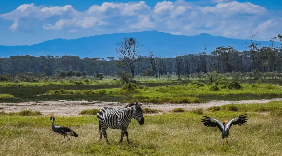 Zebra at Lake Nakuru spotted on a 10-Day Kenya Safari