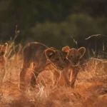 9-Day Kenya Safari: Samburu, Lake Nakuru, Masai Mara, Lake Naivasha & Amboseli