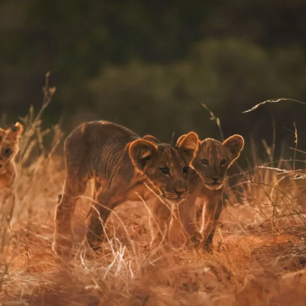 9-Day Kenya Safari: Samburu, Lake Nakuru, Masai Mara, Lake Naivasha & Amboseli