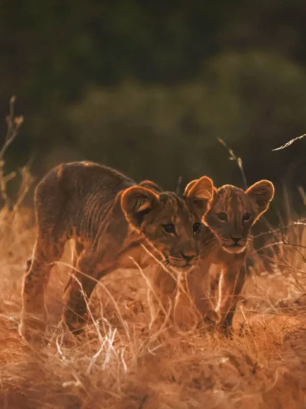 9-Day Kenya Safari: Samburu, Lake Nakuru, Masai Mara, Lake Naivasha & Amboseli