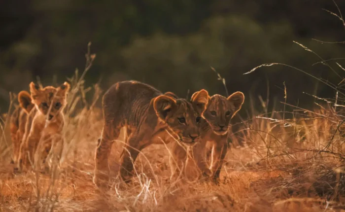 9-Day Kenya Safari: Samburu, Lake Nakuru, Masai Mara, Lake Naivasha & Amboseli