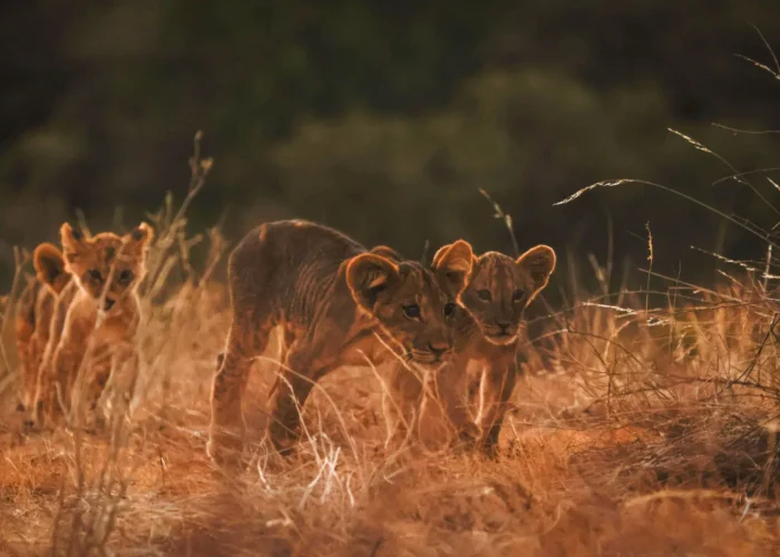 9-Day Kenya Safari: Samburu, Lake Nakuru, Masai Mara, Lake Naivasha & Amboseli