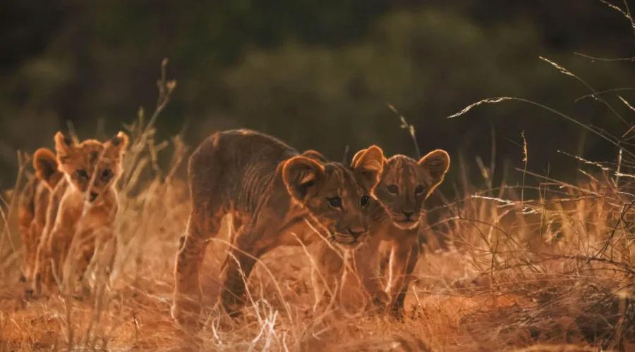 9-Day Kenya Safari 9-Day Kenya Safari: Samburu, Lake Nakuru, Masai Mara, Lake Naivasha & Amboseli