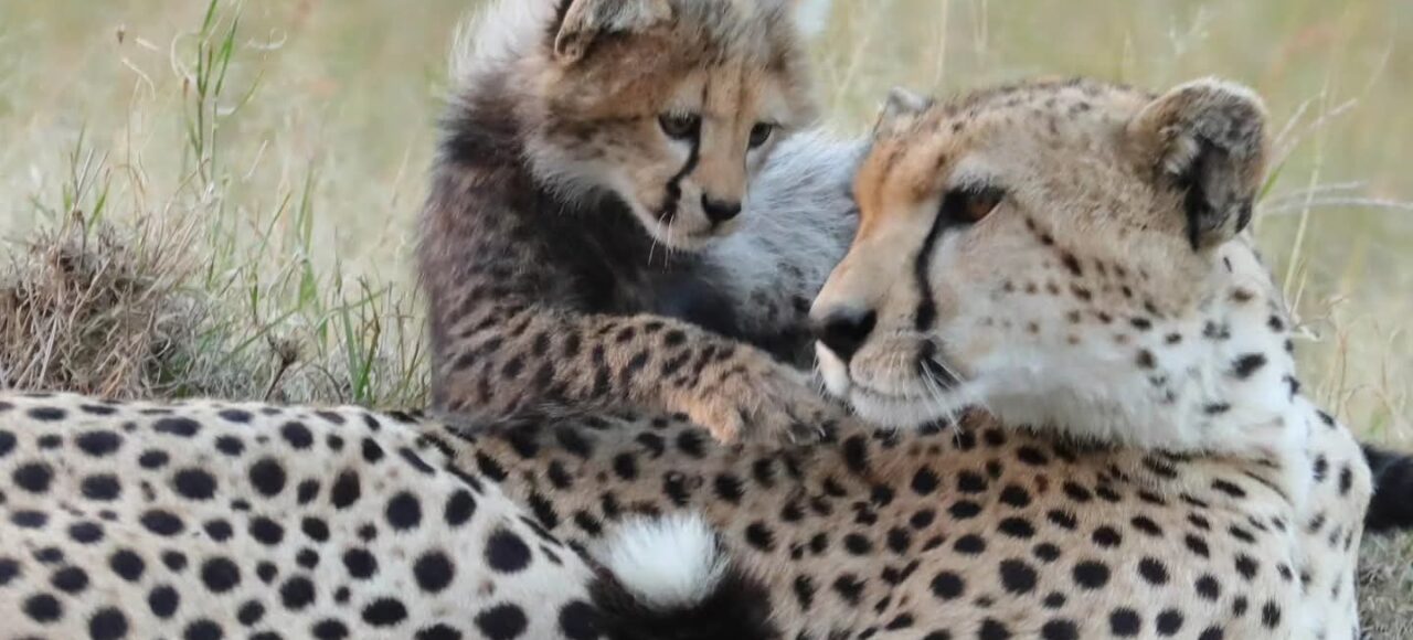 Nora The Cheetah Killed in Mara