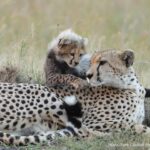 Nora The Cheetah Killed in Mara