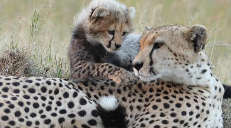 Nora The Cheetah Killed in Mara