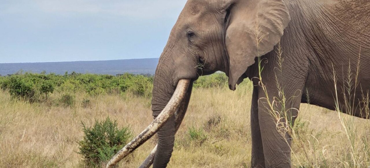 A side view of craig the Elephant taken in Amboseli