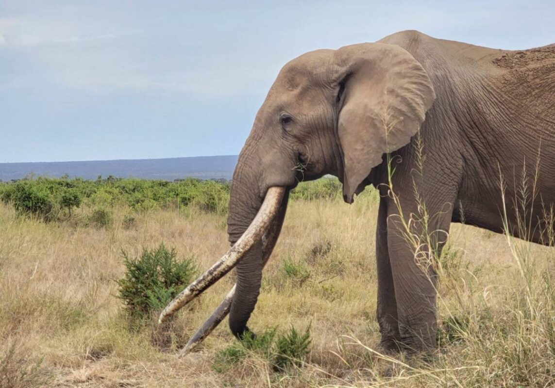 A side view of craig the Elephant taken in Amboseli