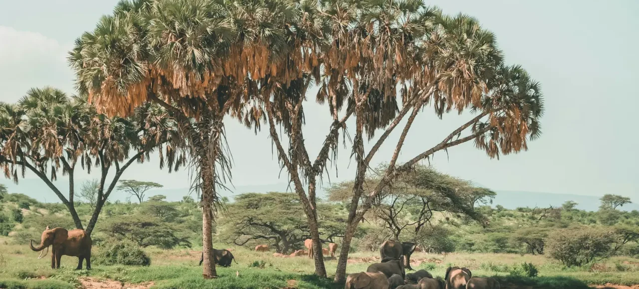 Elephants drinking water along river Ewasi Nyiro. This are signs Why visit Samburu National Reserve