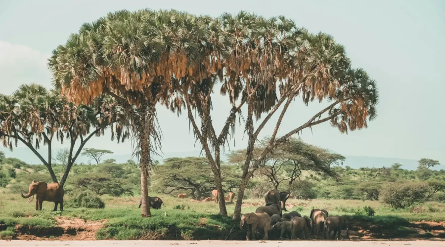 Elephants drinking water along river Ewasi Nyiro. This are signs Why visit Samburu National Reserve