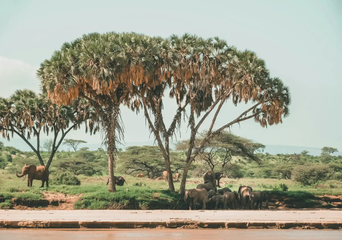 Elephants drinking water along river Ewasi Nyiro. This are signs Why visit Samburu National Reserve