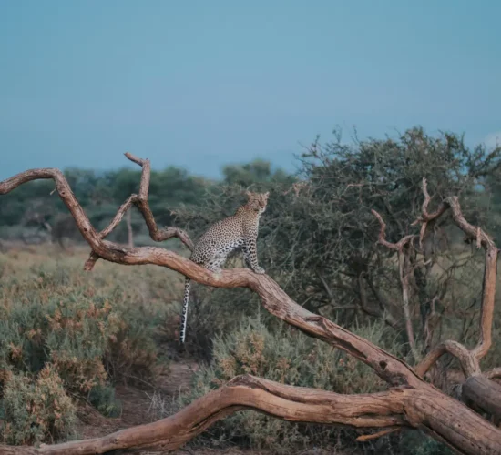 Leopard Sighting at an evening in Samburu