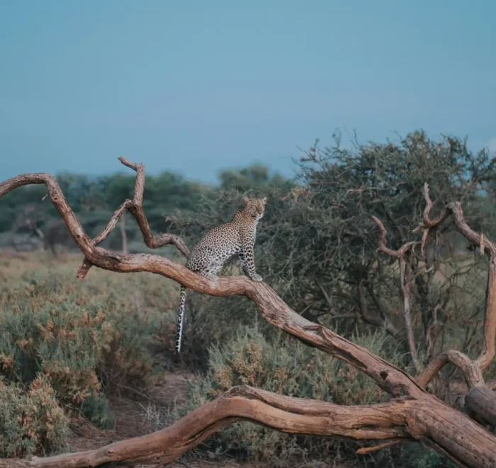 Leopard Sighting at an evening in Samburu