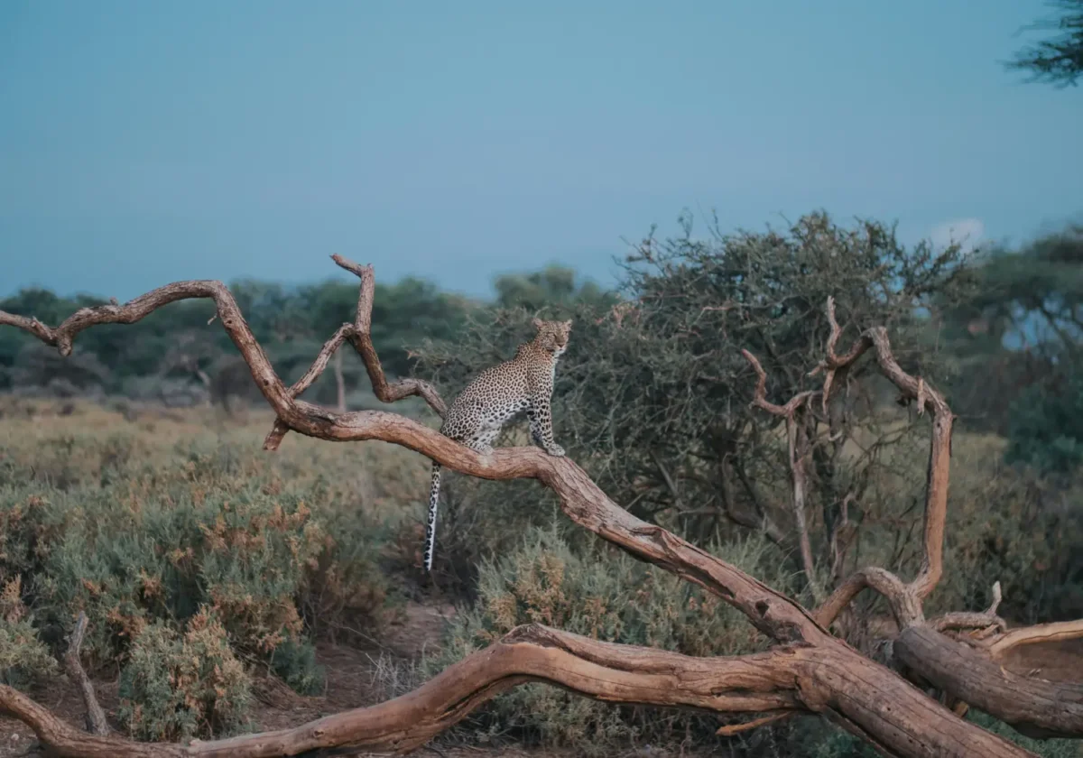 Leopard Sighting at an evening in Samburu