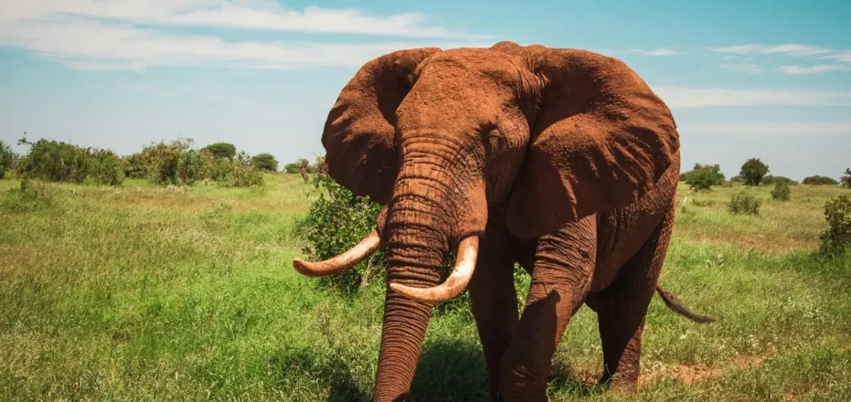 3-Day Amboseli & Tsavo West Safari in a 4x4 Jeep