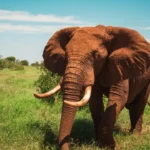 3-Day Amboseli & Tsavo West Safari in a 4x4 Jeep