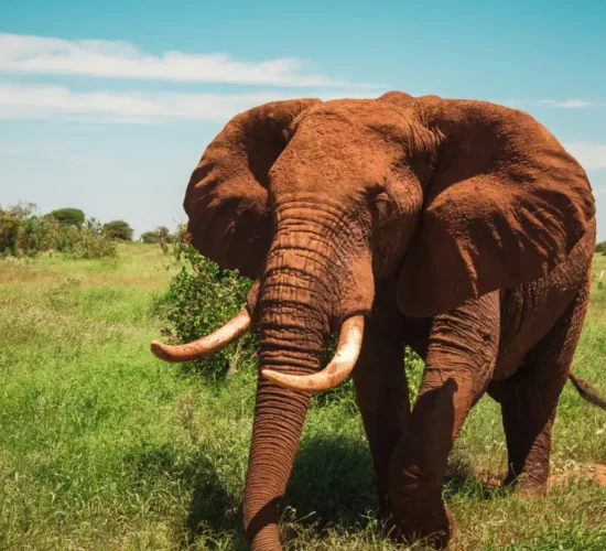 3-Day Amboseli & Tsavo West Safari in a 4x4 Jeep