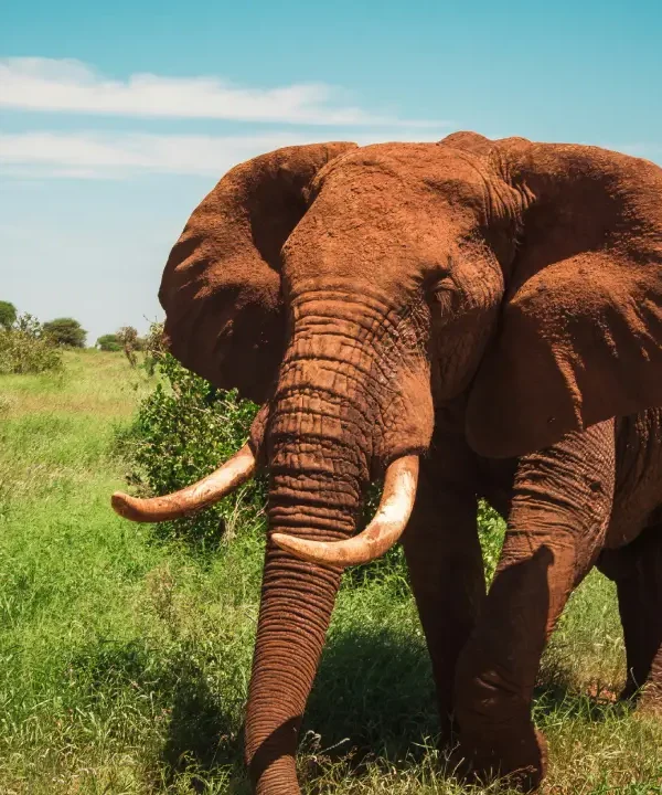 3-Day Amboseli & Tsavo West Safari in a 4x4 Jeep