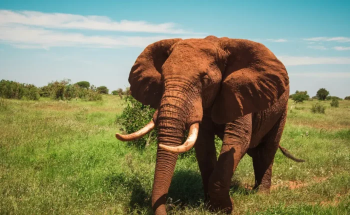 3-Day Amboseli & Tsavo West Safari in a 4x4 Jeep