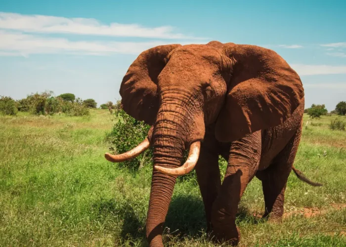 3-Day Amboseli & Tsavo West Safari in a 4x4 Jeep