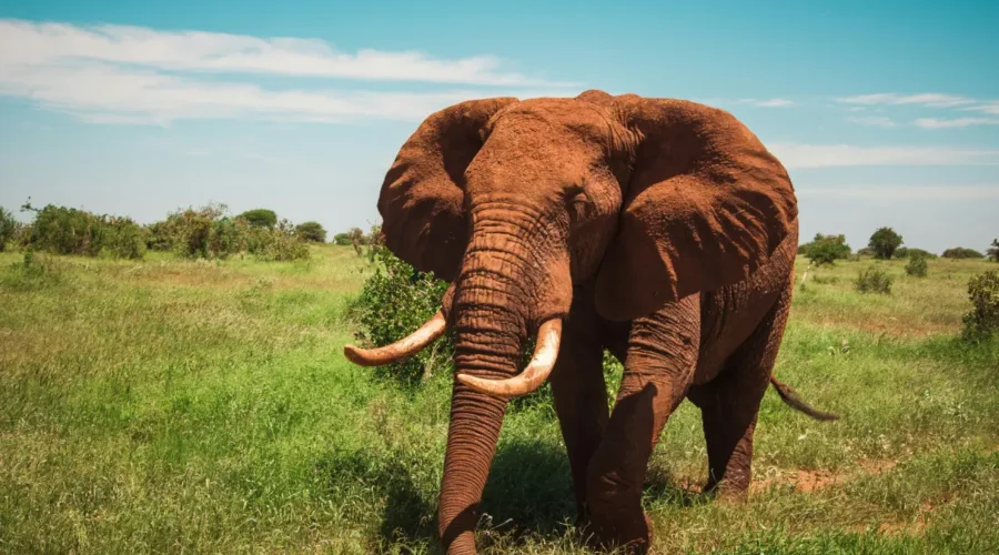 3-Day Amboseli & Tsavo West Safari in a 4x4 Jeep