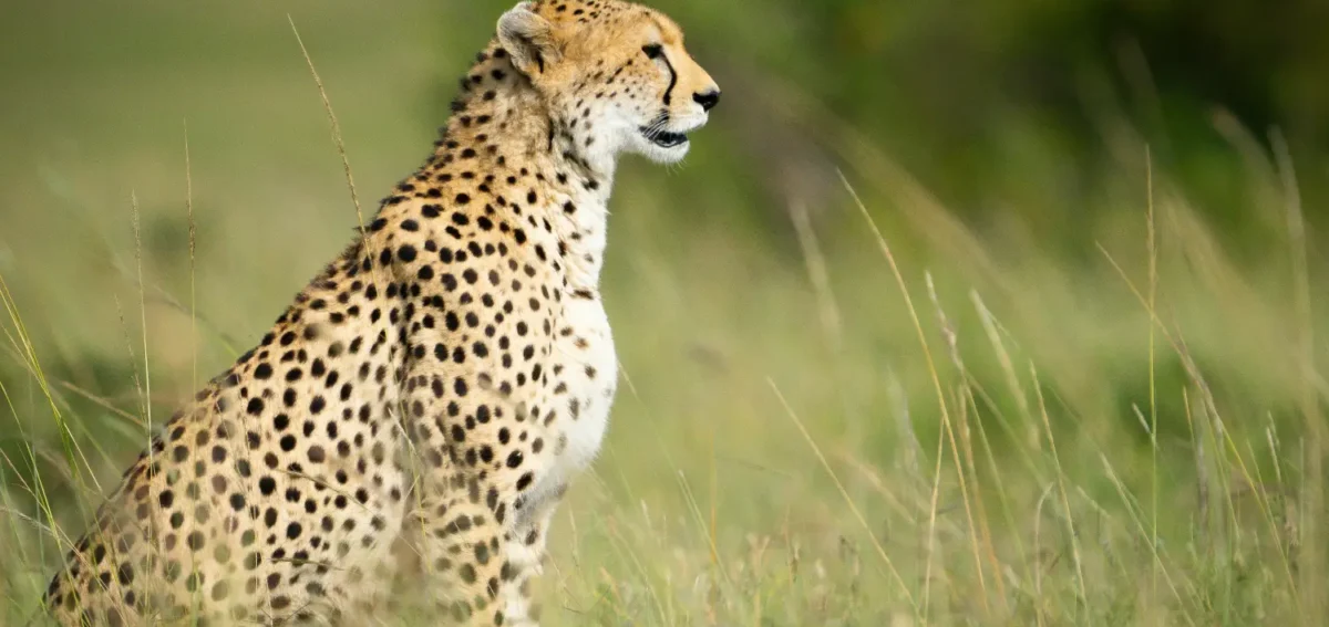 Cheetah spotted on a 7-Day Amboseli, Nakuru & Masai Mara Safari in a Jeep
