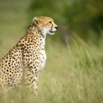 Cheetah spotted on a 7-Day Amboseli, Nakuru & Masai Mara Safari in a Jeep