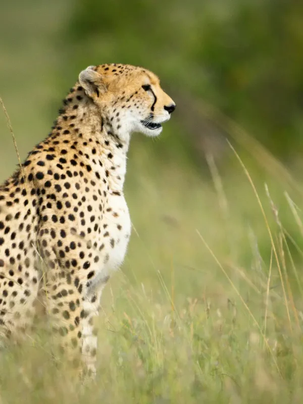 Cheetah spotted on a 7-Day Amboseli, Nakuru & Masai Mara Safari in a Jeep