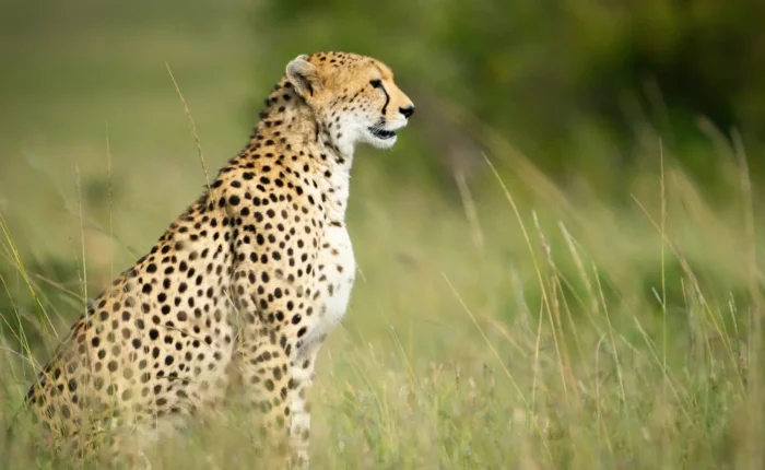 Cheetah spotted on a 7-Day Amboseli, Nakuru & Masai Mara Safari in a Jeep