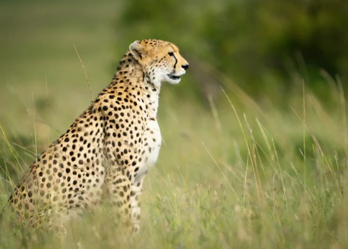 Cheetah spotted on a 7-Day Amboseli, Nakuru & Masai Mara Safari in a Jeep