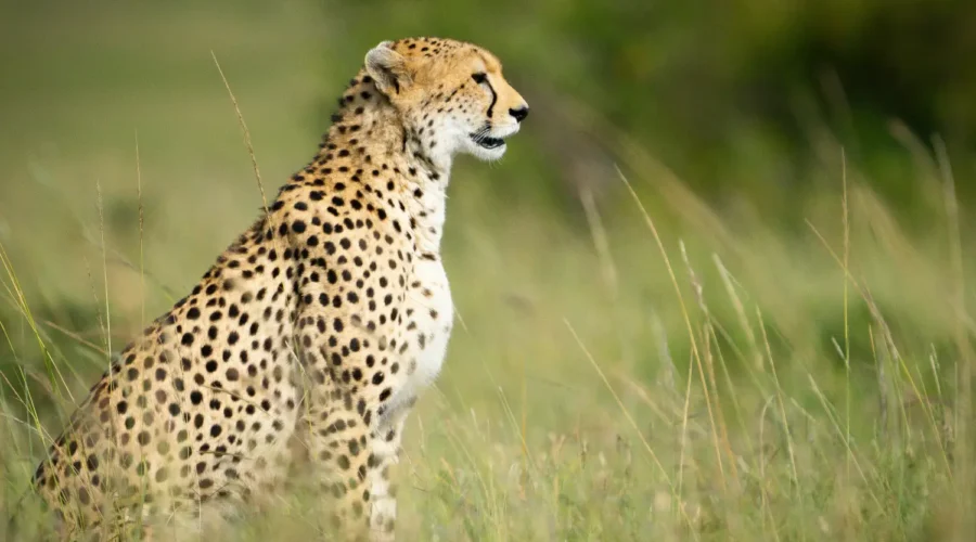 Cheetah spotted on a 7-Day Amboseli, Nakuru & Masai Mara Safari in a Jeep