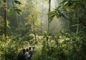 Hiking at Bwindi Impenetrable National Park