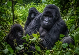 Bwindi Impenetrable National Park