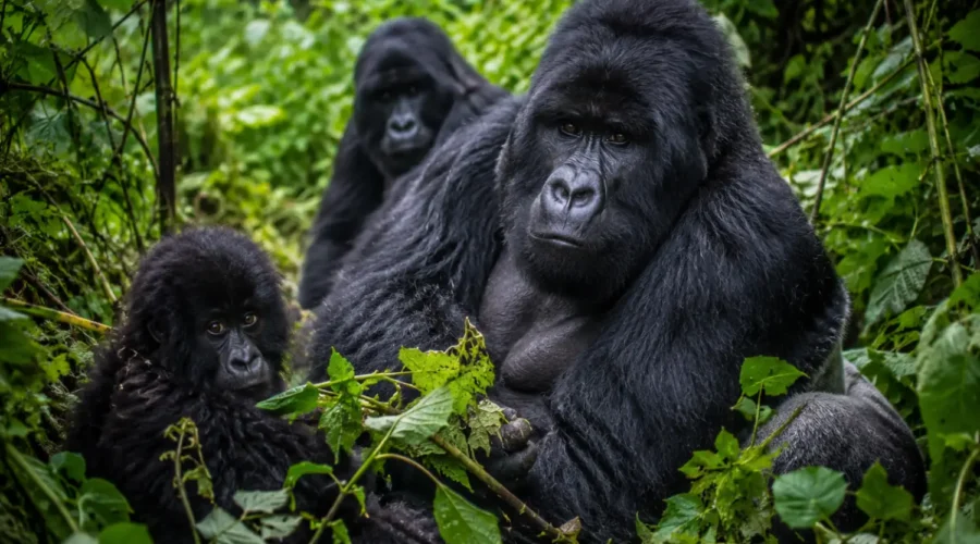 Explore Uganda (12) Bwindi Impenetrable National Park