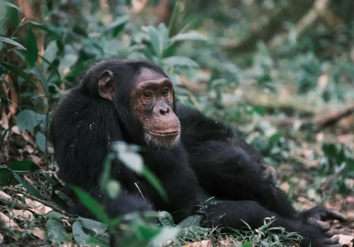 kibale national park