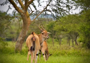 Lake Mburo National Park