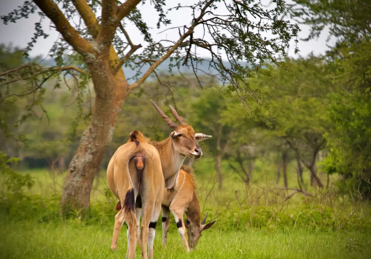 Lake Mburo National Park