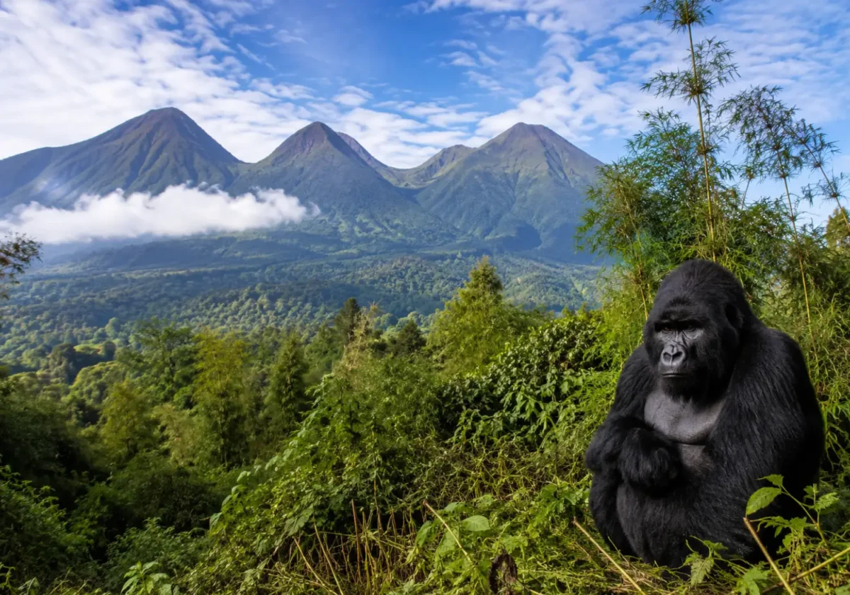 Explore Uganda (5) Mgahinga Gorilla National Park