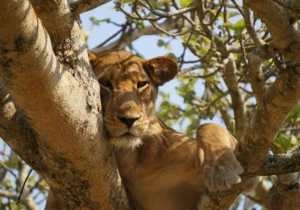 A photo of tree climbing lion at Queen Elizabeth National park