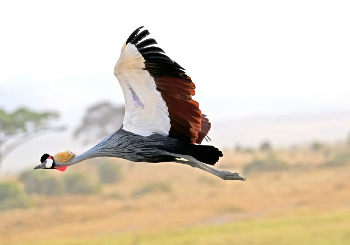 Crane flying past Entebbe Botanical Gardens