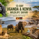 13-Day Uganda and Kenya Wildlife Safari