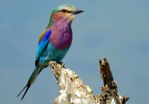 Birding Safari in Kenya, Kenya Birding Safari, Birdwatching In Kenya
