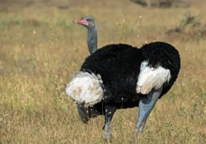 Somali Ostrich at Buffalo Springs