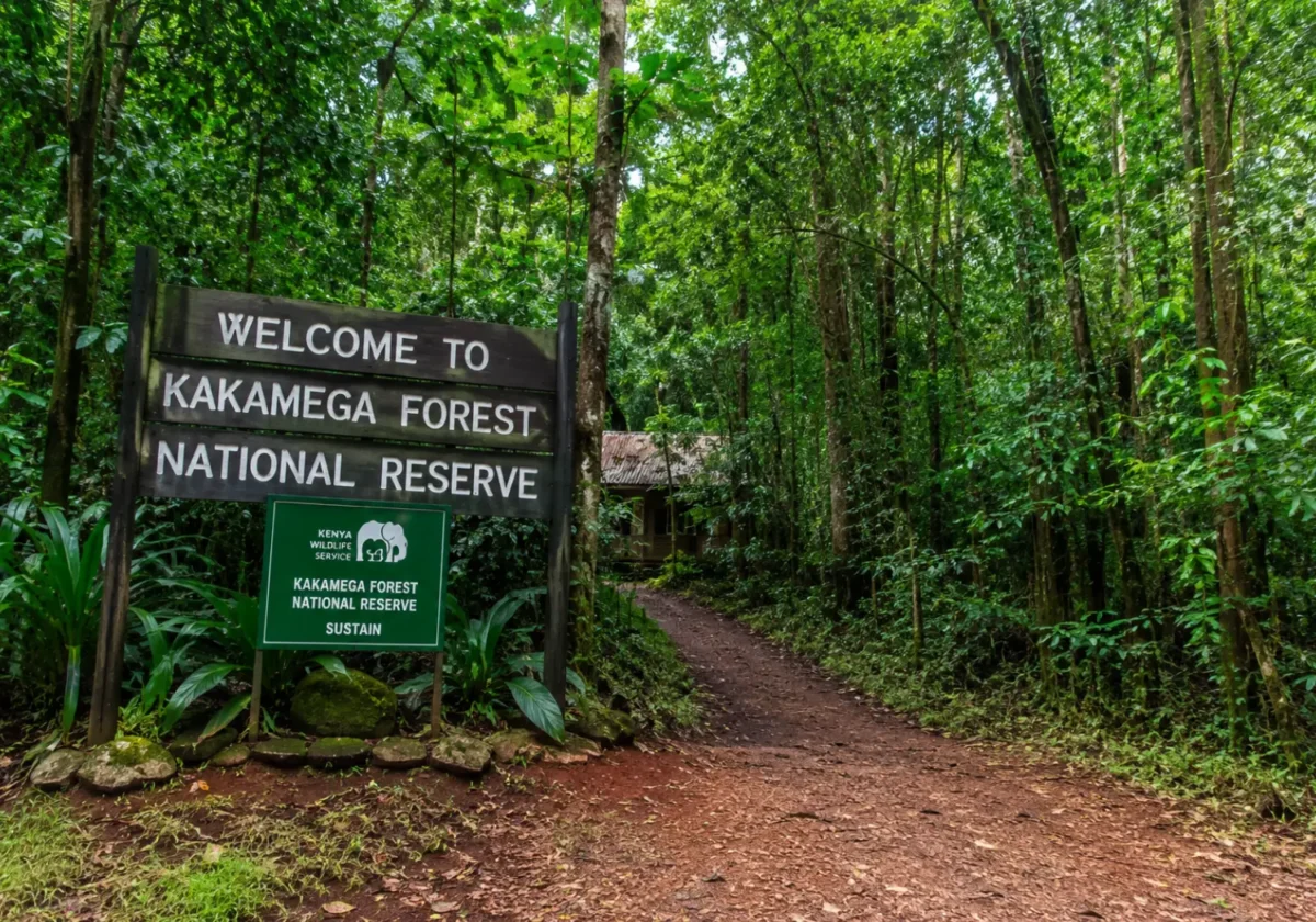 Kakamega Forest National Reserve
