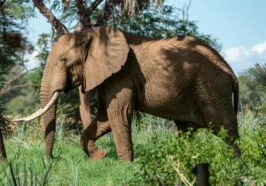 Shaba National Reserve