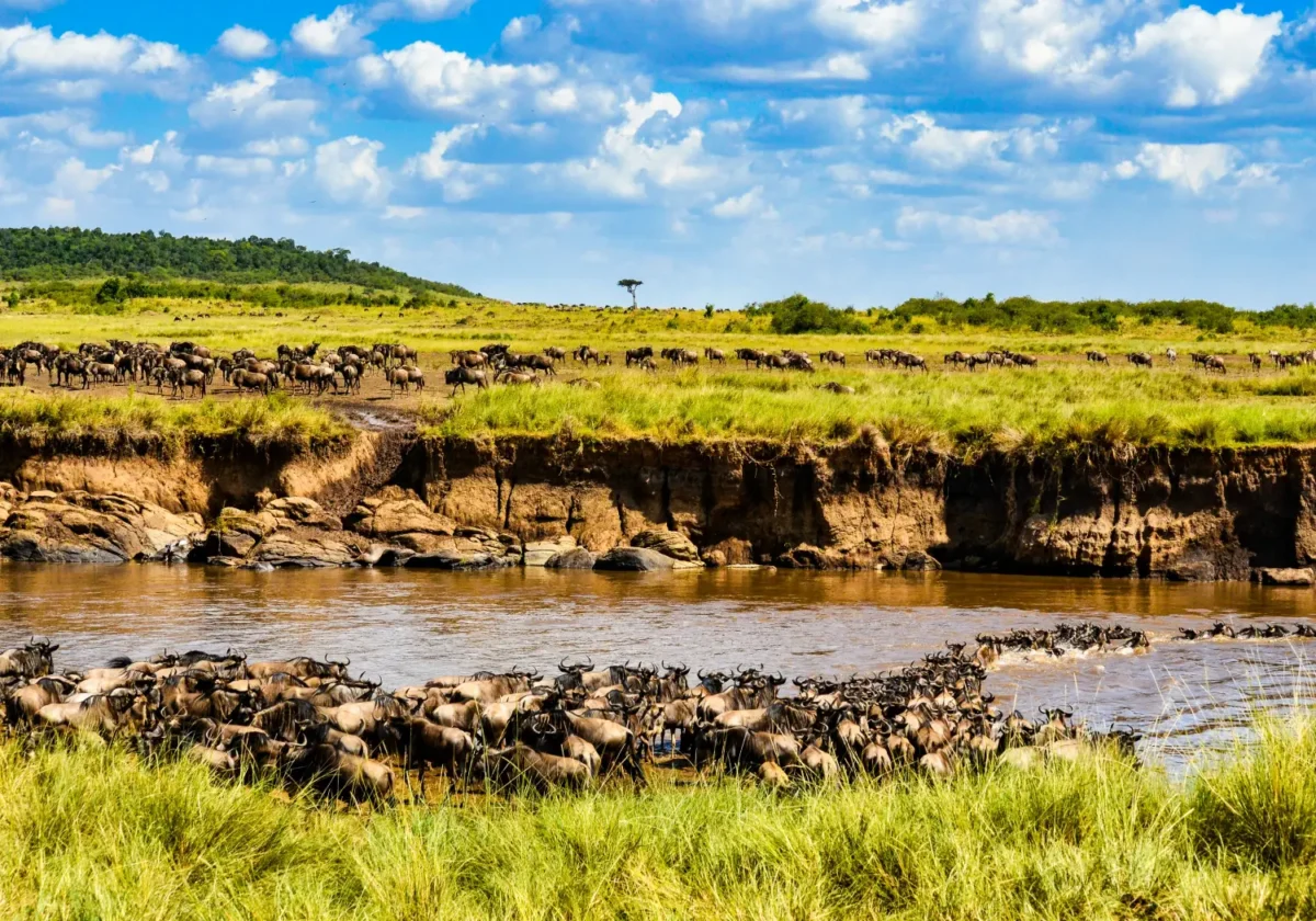 the Great Wildebeest Migration at Masai Mara National Reserve